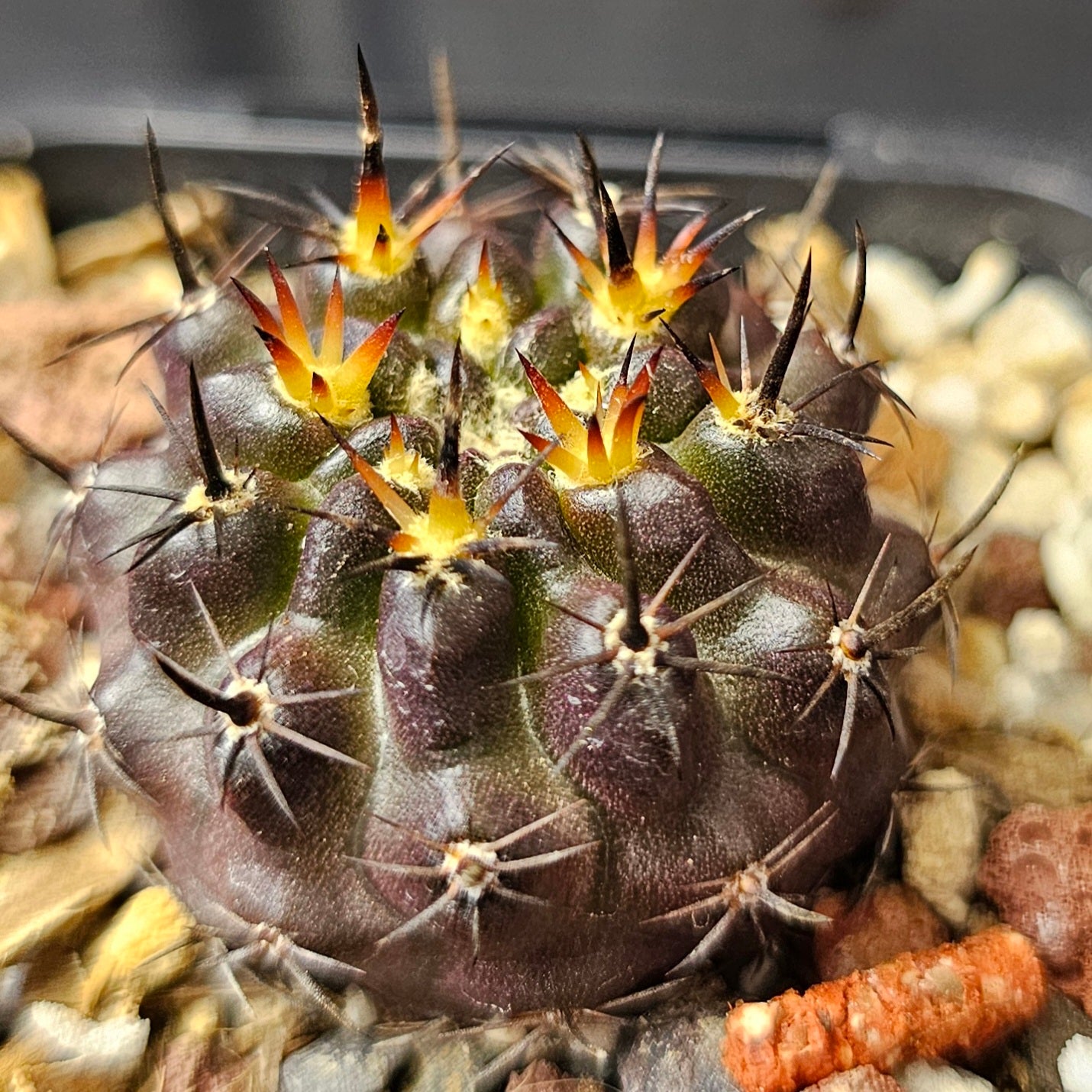 Cactus bundle – 4 plants (Dark Hybrids)