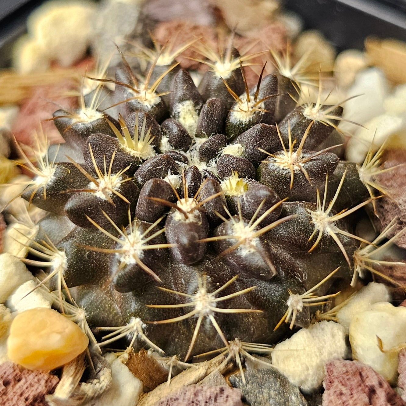 Cactus bundle – 4 plants (Dark Hybrids)