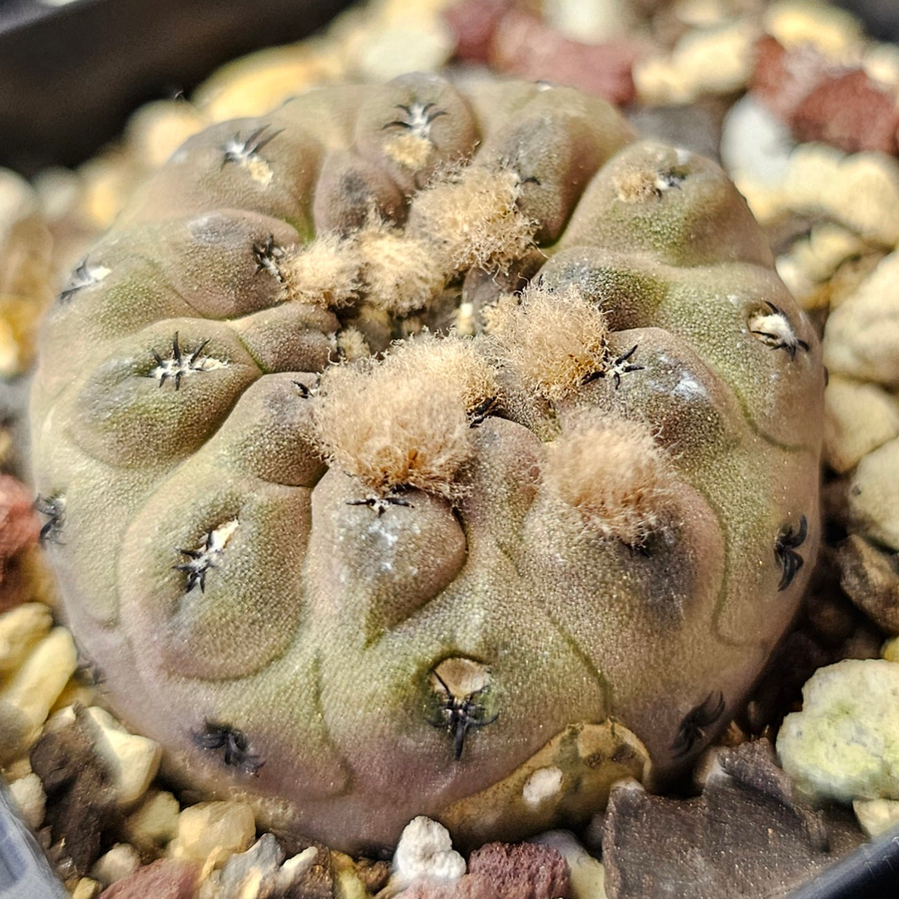 Cactus bundle – 4 plants (Mighty Miniatures)