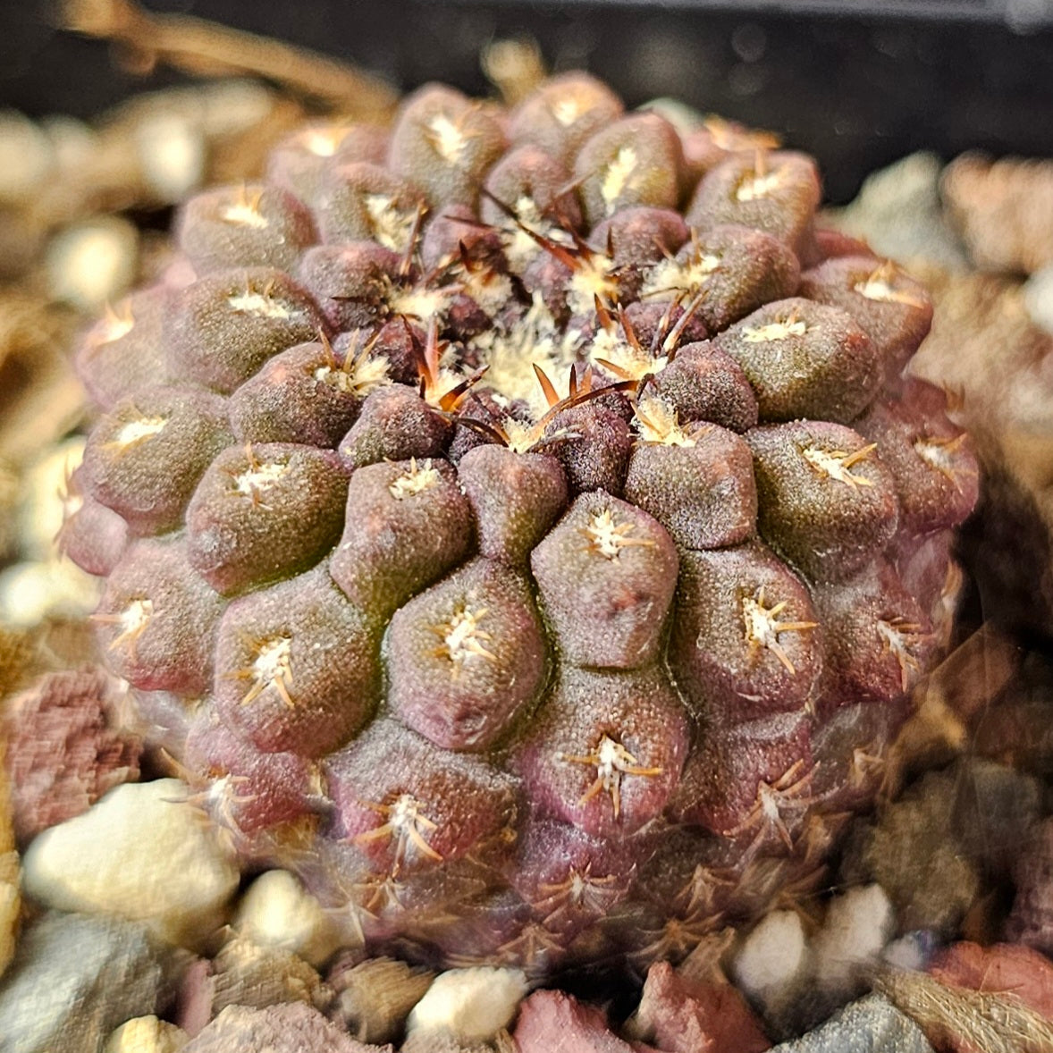 Cactus bundle – 4 plants (Mighty Miniatures)
