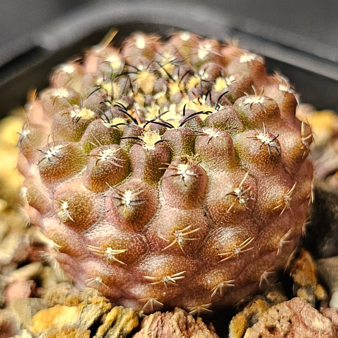 Cactus bundle – 4 plants (Mighty Miniatures)