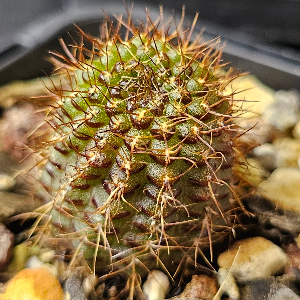 Cactus bundle – 4 plants (Thimble Forms)