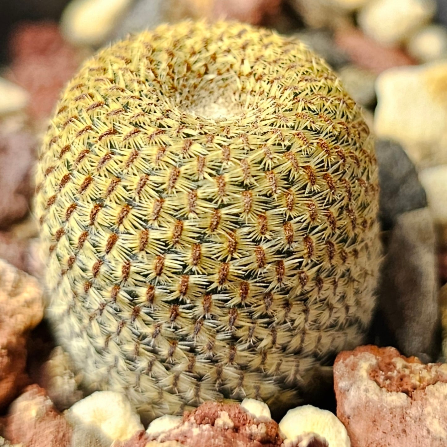 Cactus bundle – 4 plants (Thimble Forms)