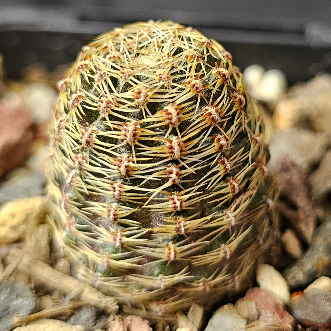Cactus bundle – 4 plants (Thimble Forms)