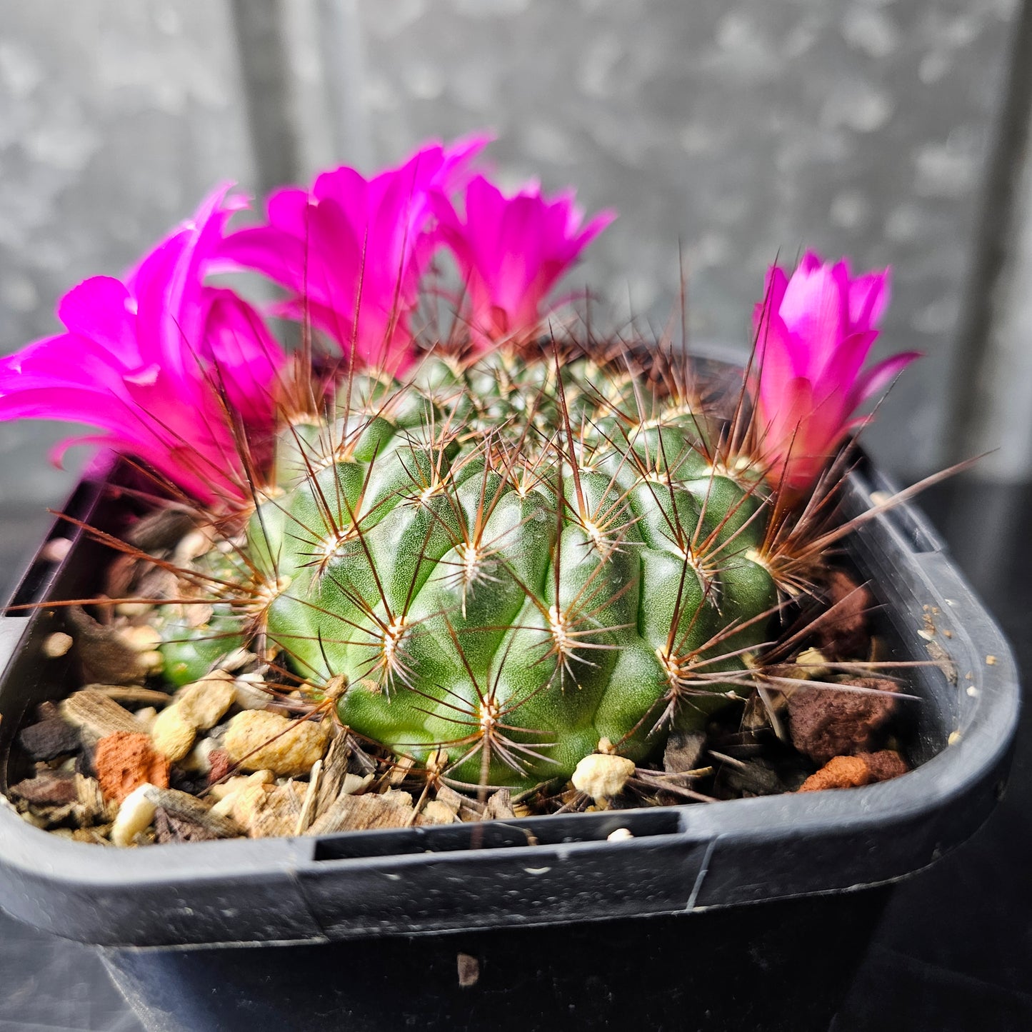 Sulcorebutia totorensis