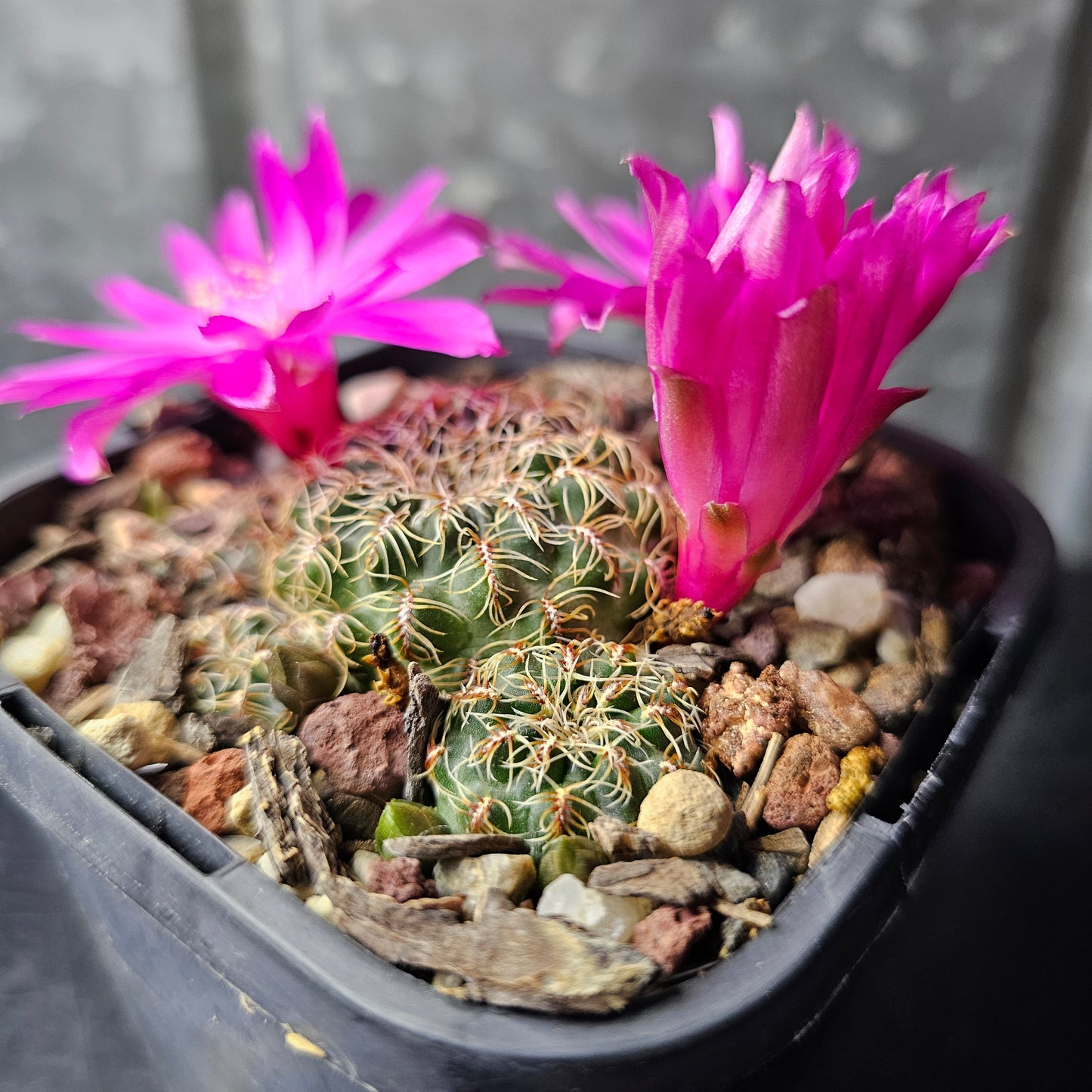 Sulcorebutia canigueralii v. applanata