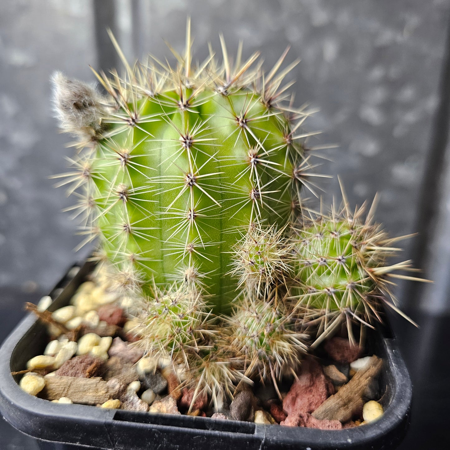 Echinopsis cv. Tequila