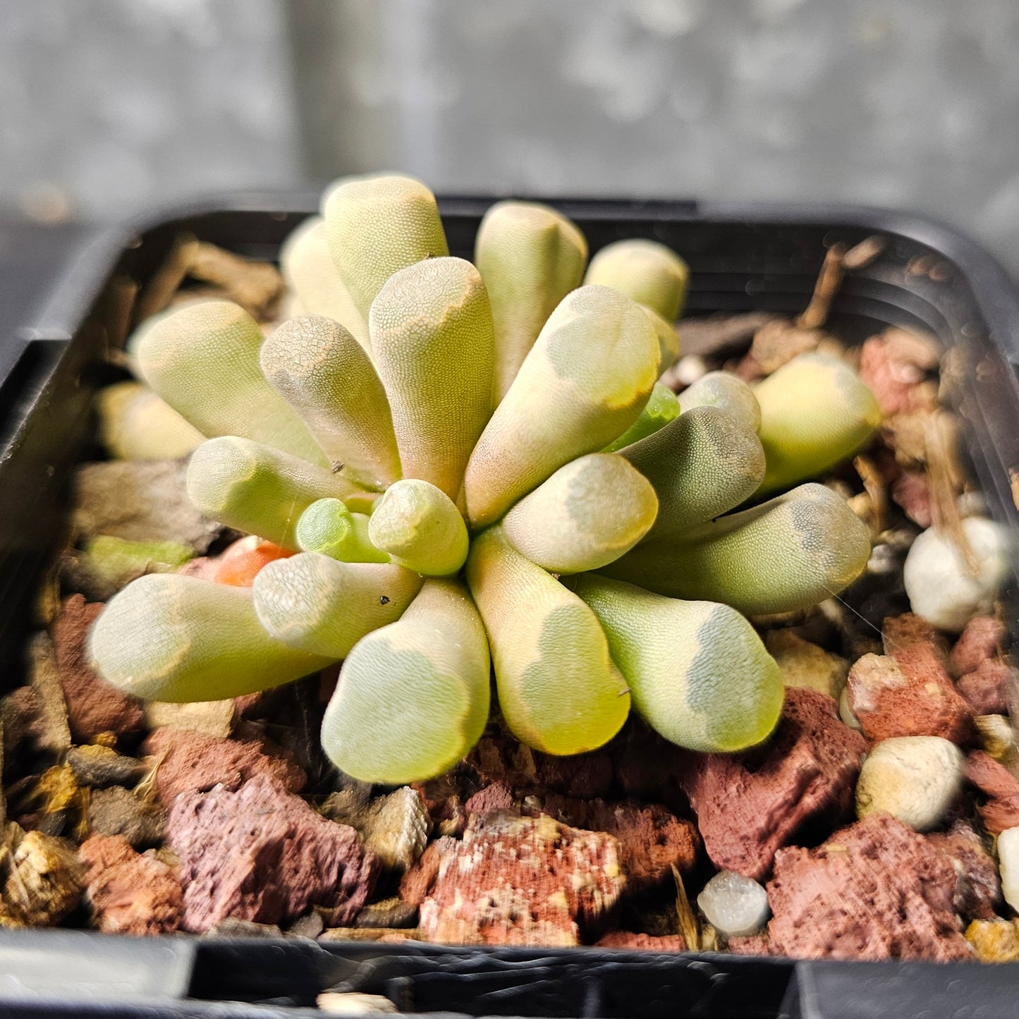Frithia pulchra
