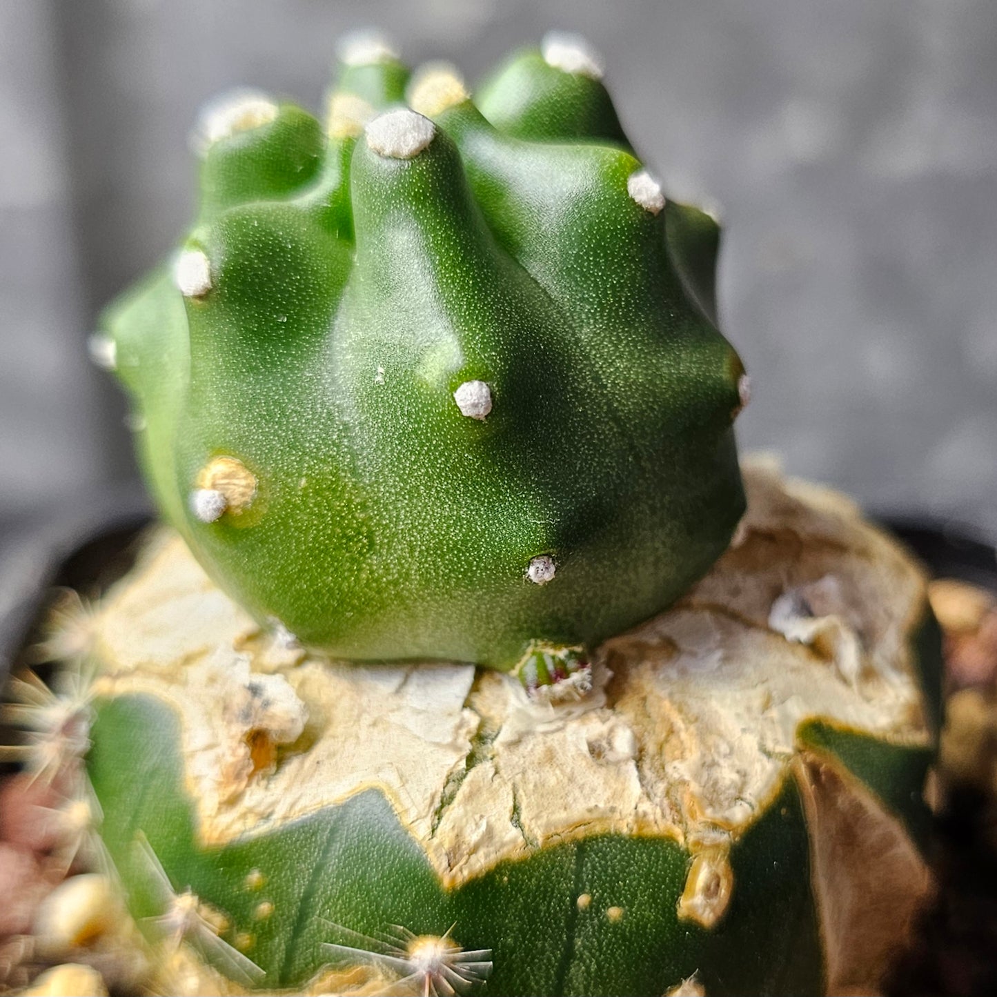 Echinocereus triglochidiatus inermis