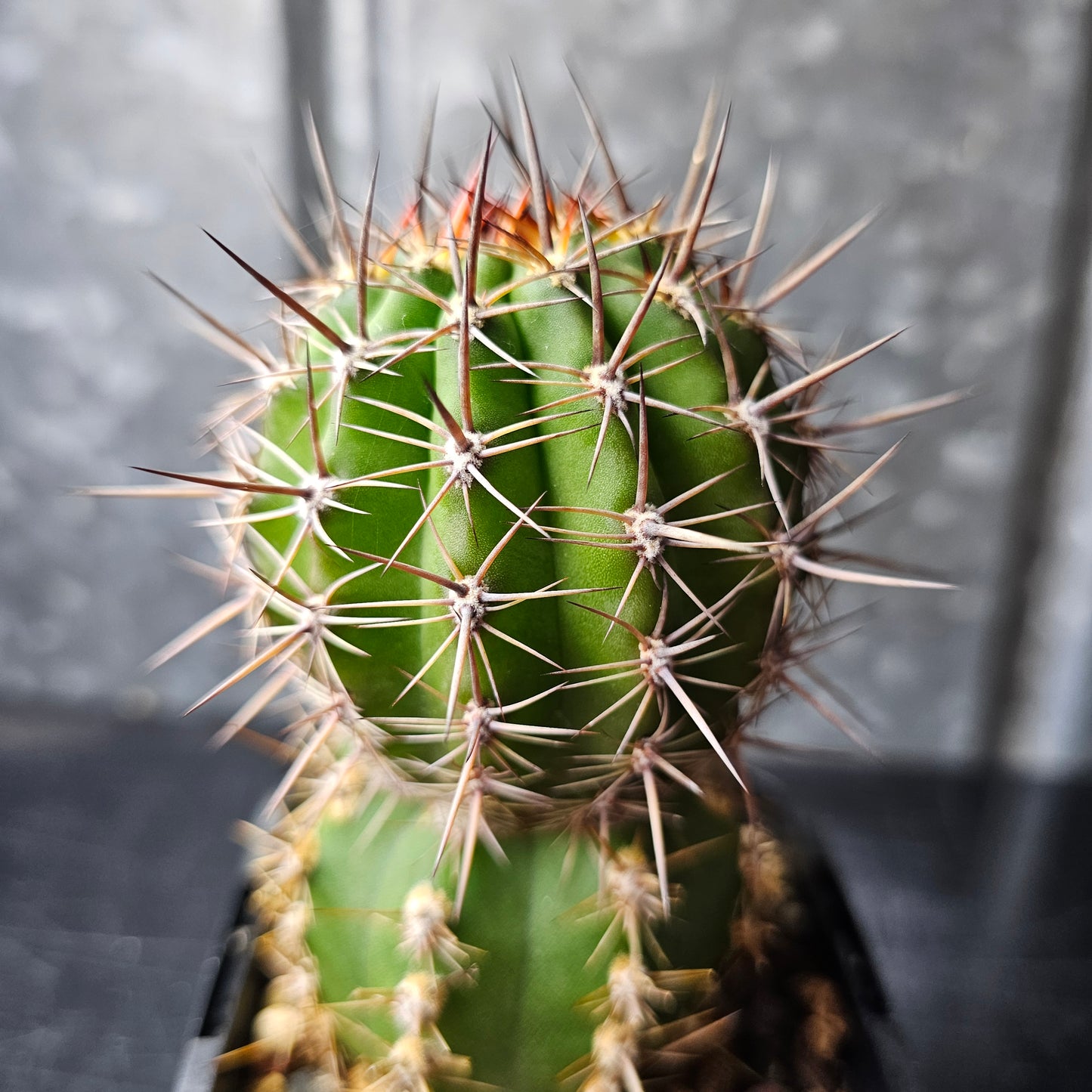 T. chilensis ‘Wavy Ribs’ × Echinopsis hybrid ‘PS084’