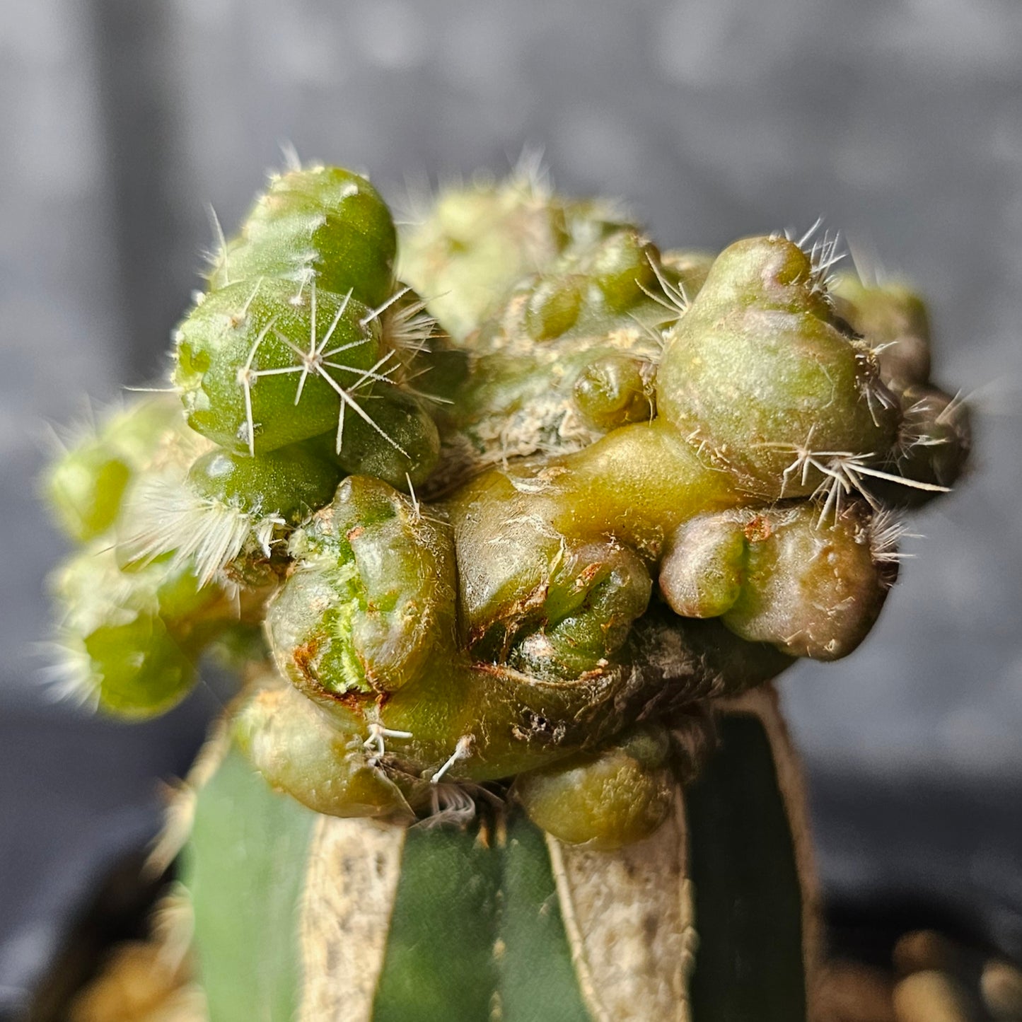 Echinocereus cv. Frank