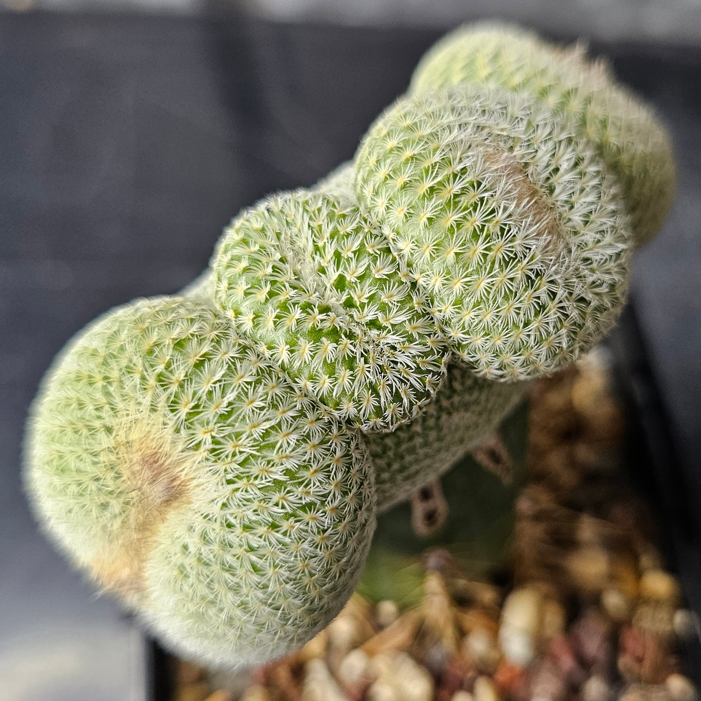 Epithelantha unguispina crest