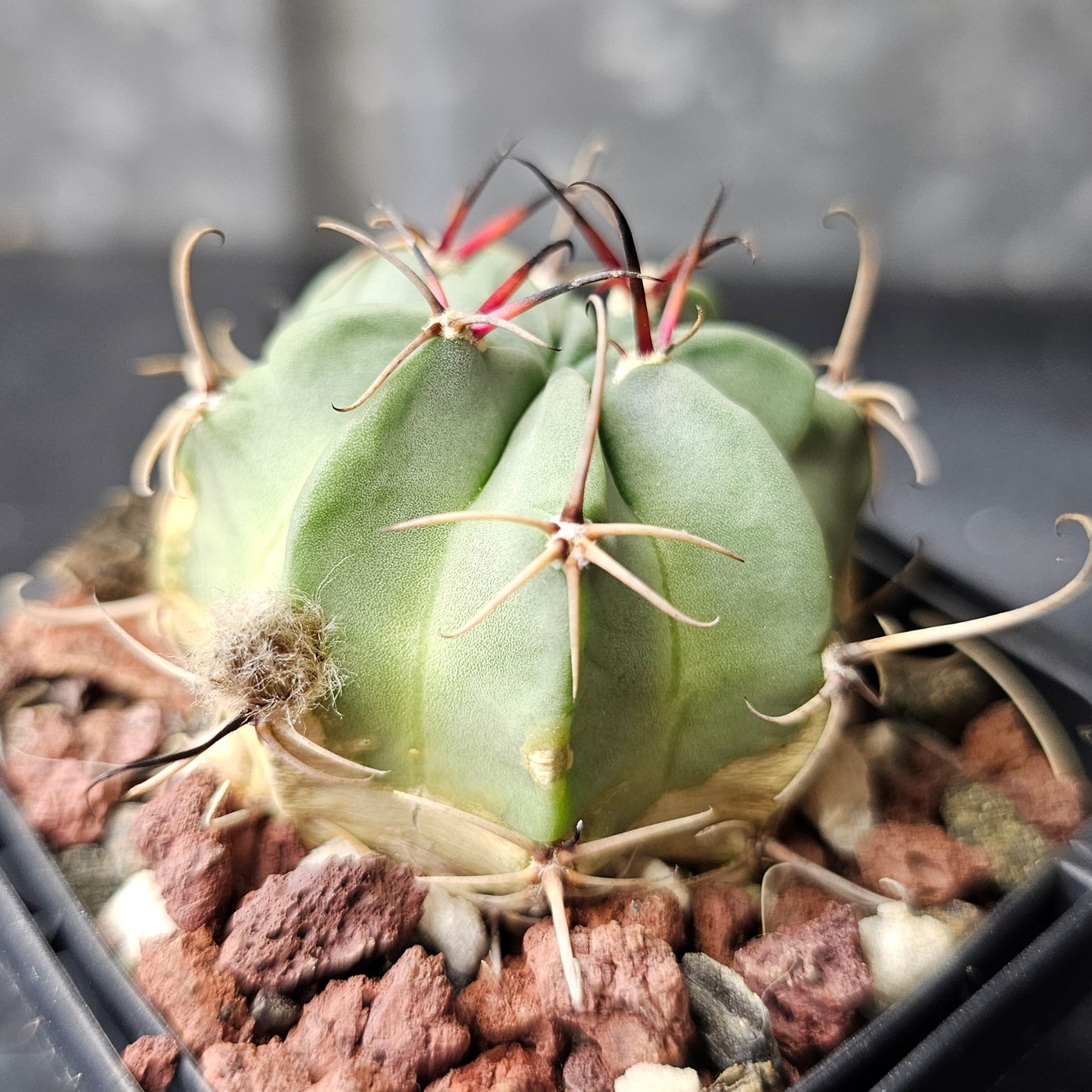 Lobivia jajoiana v. paucicostata WR217