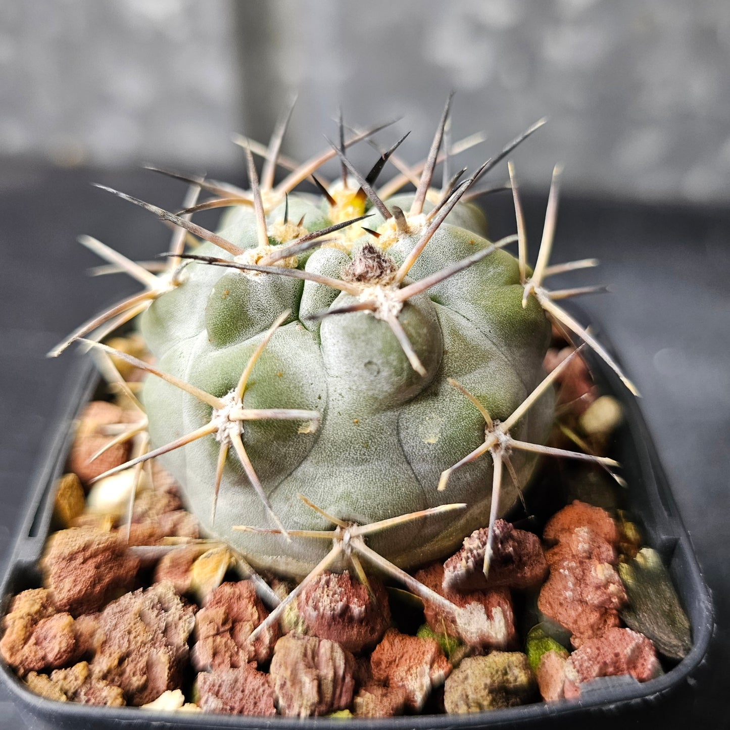 Acanthocalycium glaucum