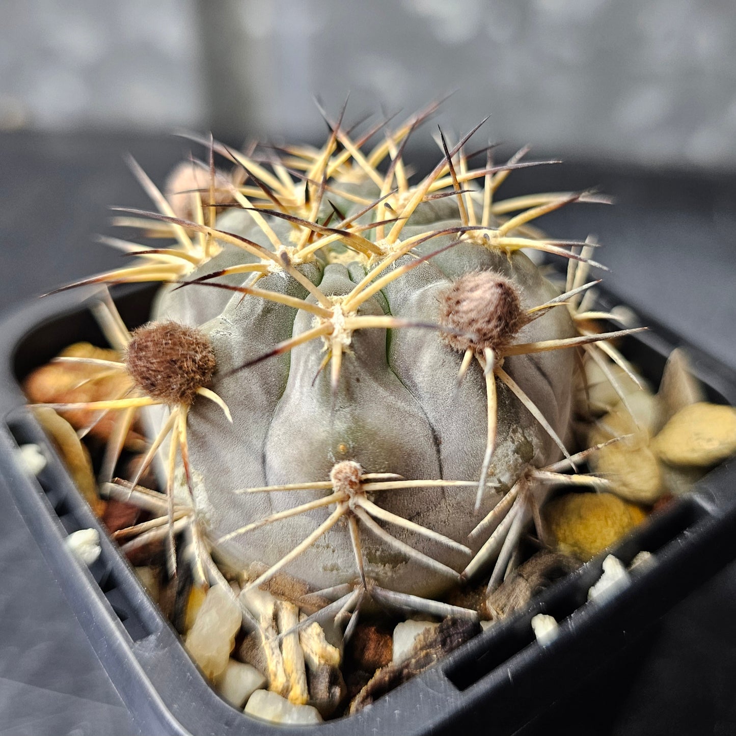 Lobivia thionantha v. glauca