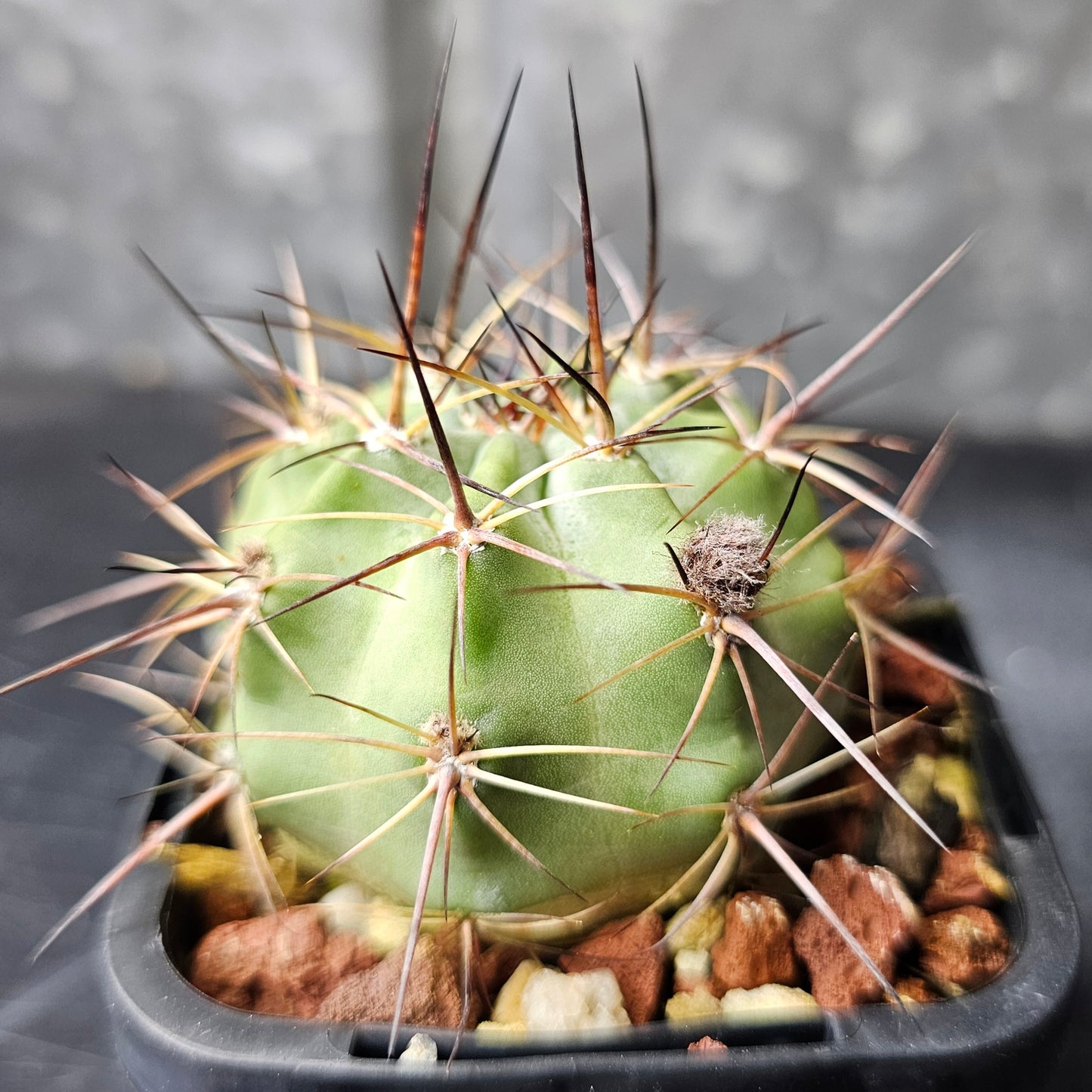 Acanthocalycium kuehassii