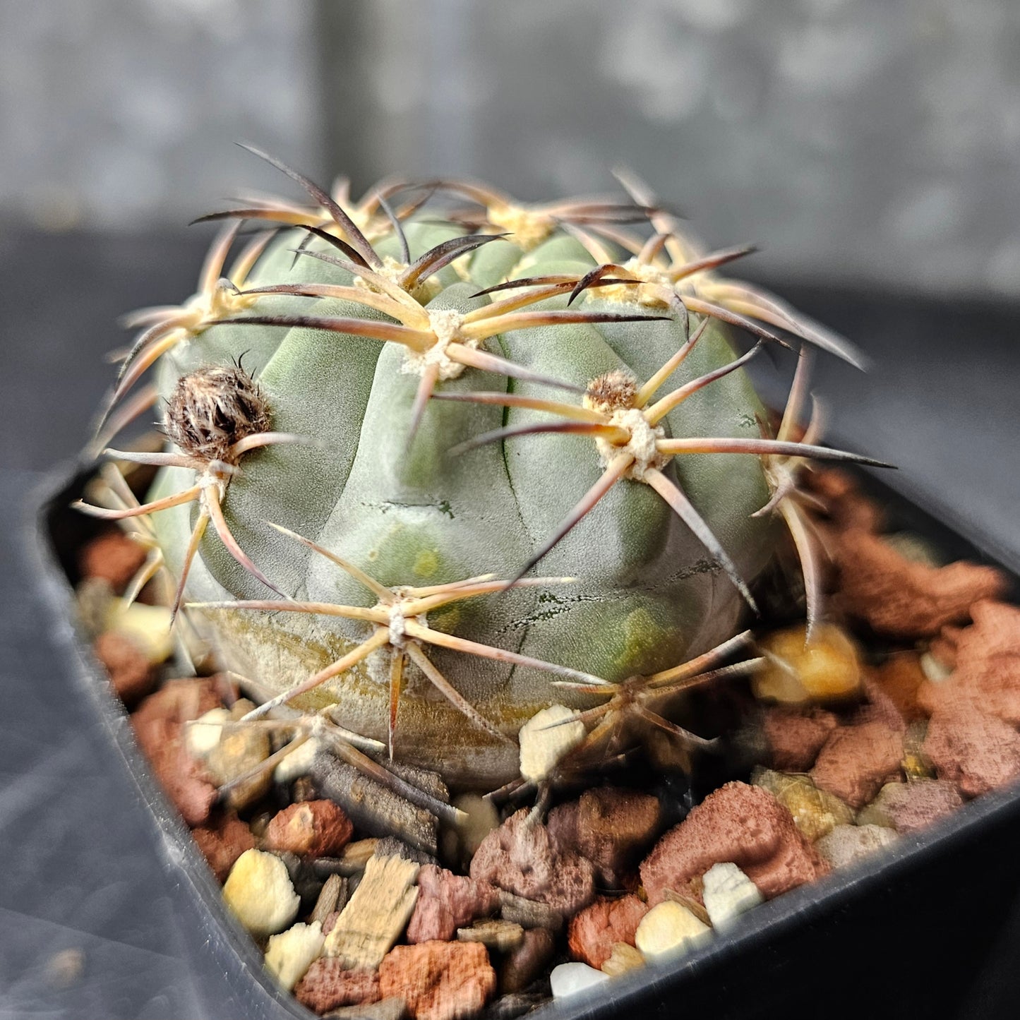 Acanthocalycium thionanthum v. glaucum P394