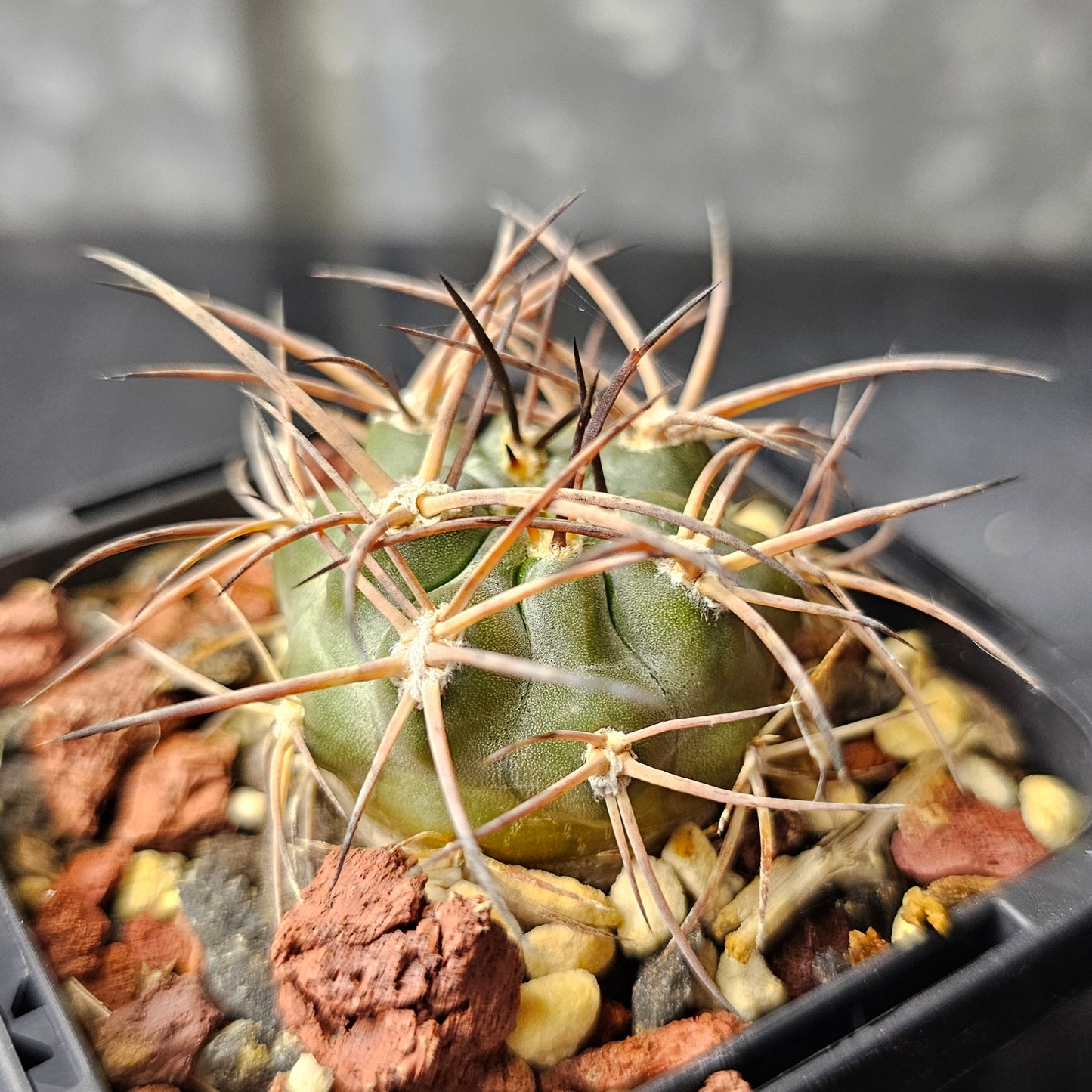 Acanthocalycium glaucum P394