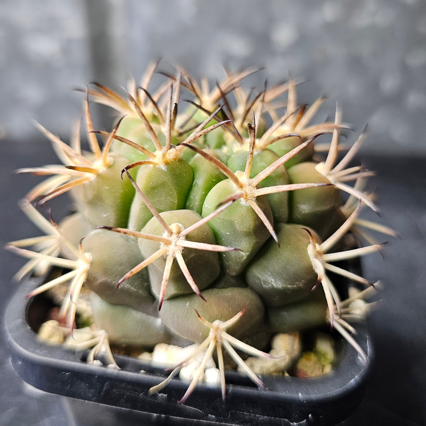 Gymnocalycium lumbrerasense FR962
