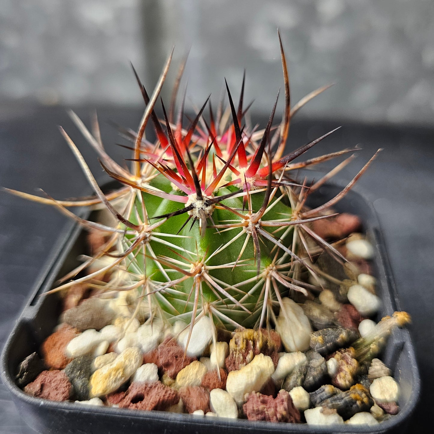 Echinocereus ferreirianus v. lindsayi