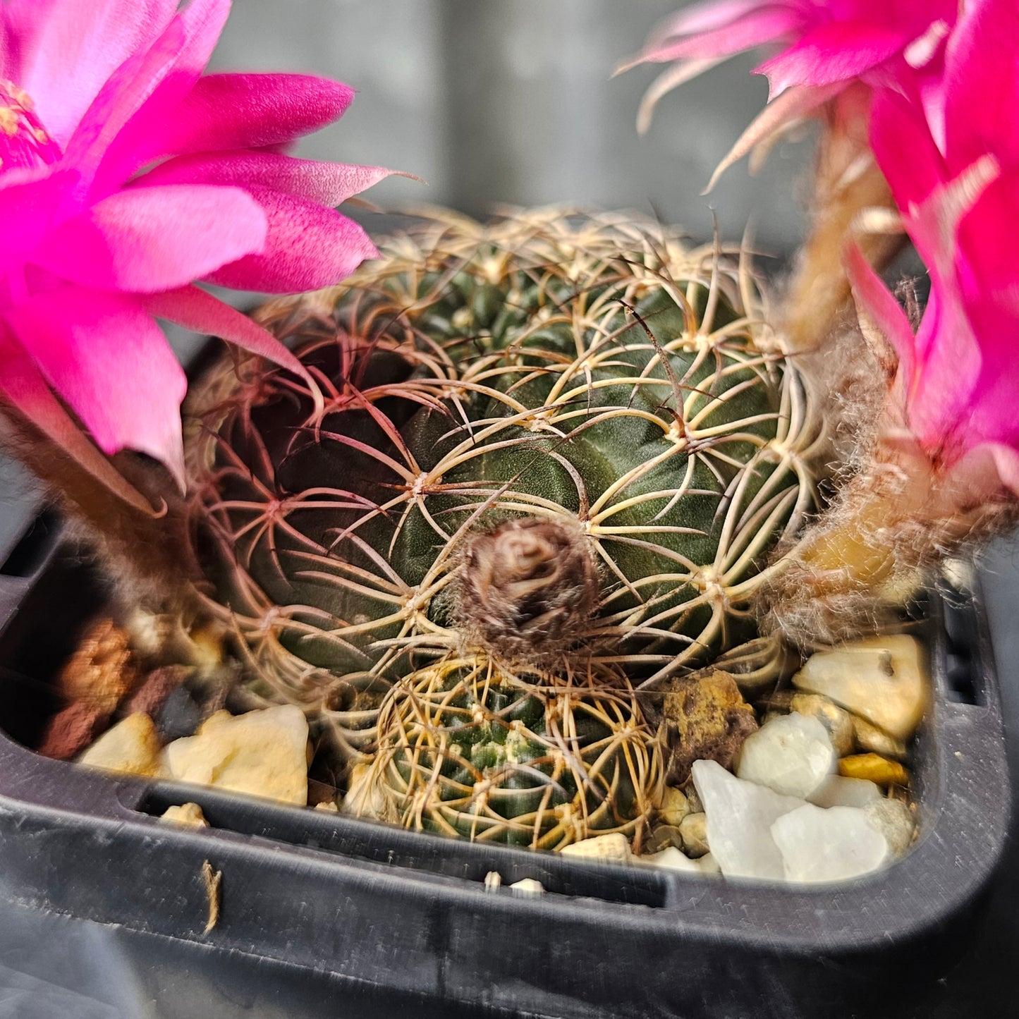 Lobivia hybrid (9KZ)