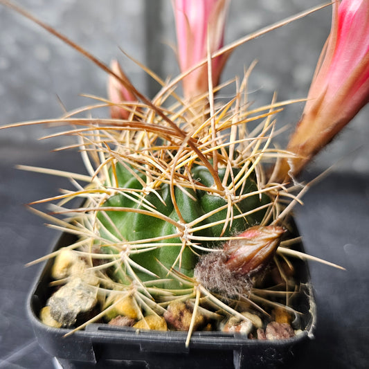 Lobivia hybrid (NX8)