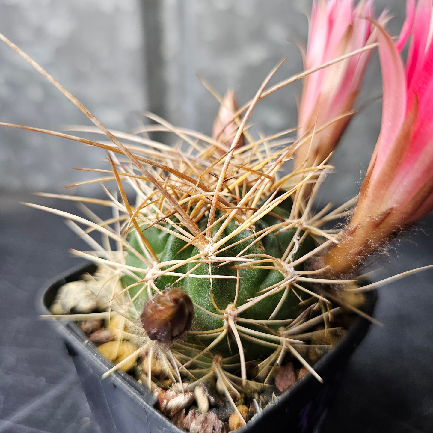 Lobivia hybrid (NX8)