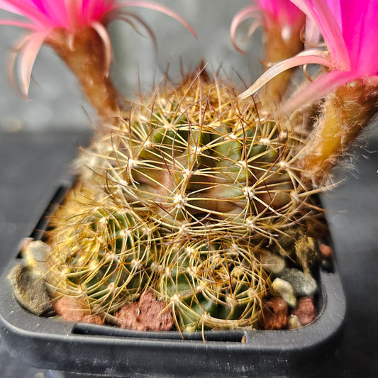 Lobivia hybrid (23E)