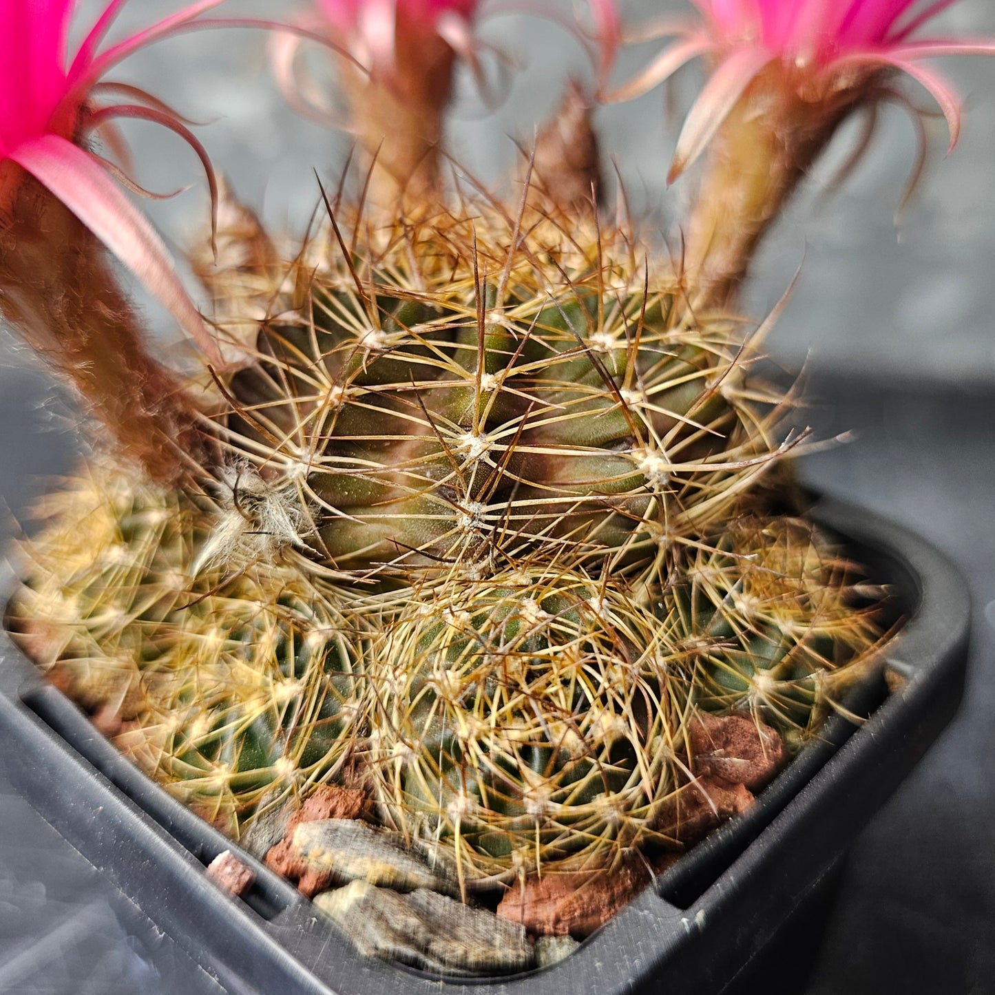 Lobivia hybrid (23E)