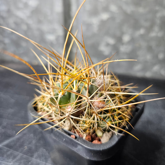 Lobivia hybrid (OT2)