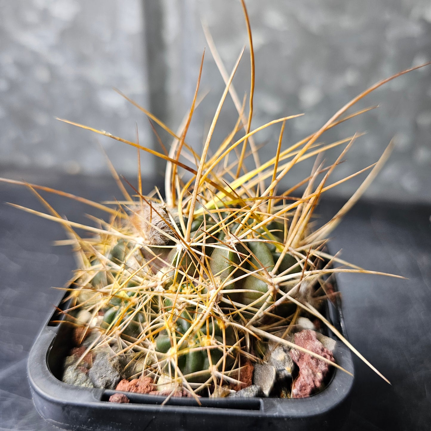 Lobivia hybrid (OT2)