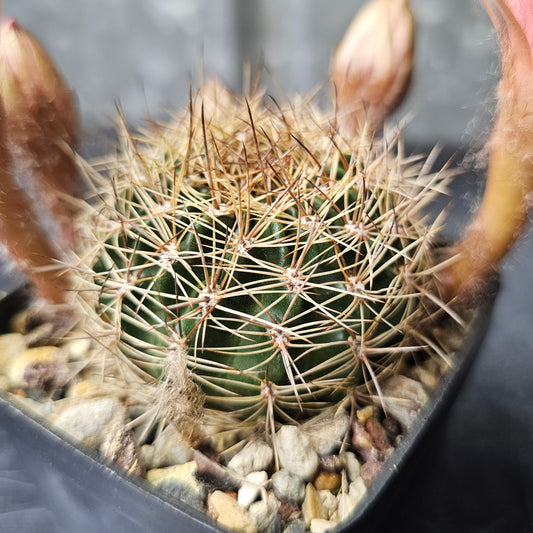 Lobivia hybrid (1YX)