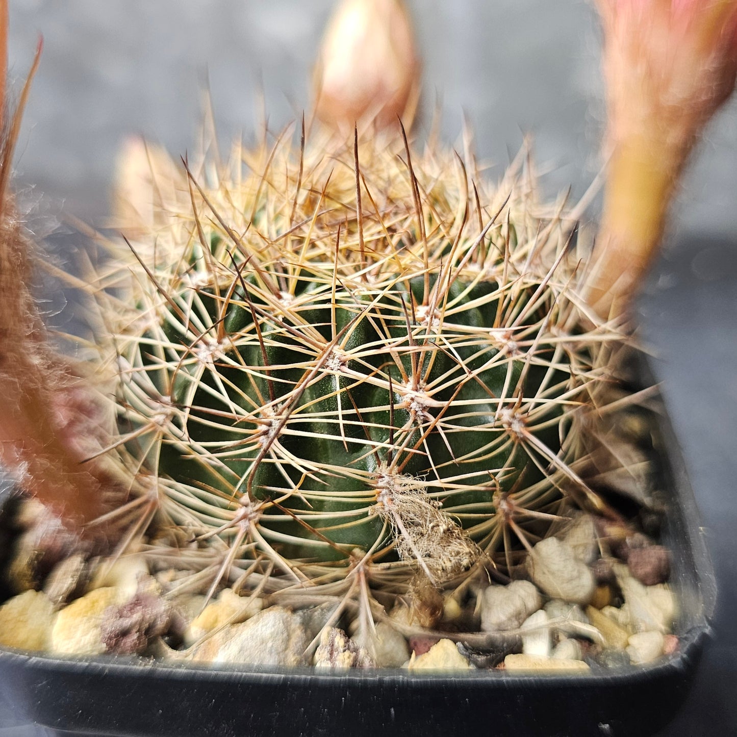 Lobivia hybrid (1YX)