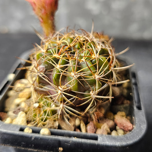 Lobivia hybrid (4CQ)