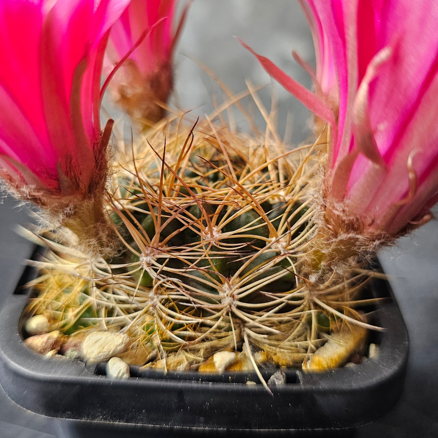 Lobivia hybrid (7MT)