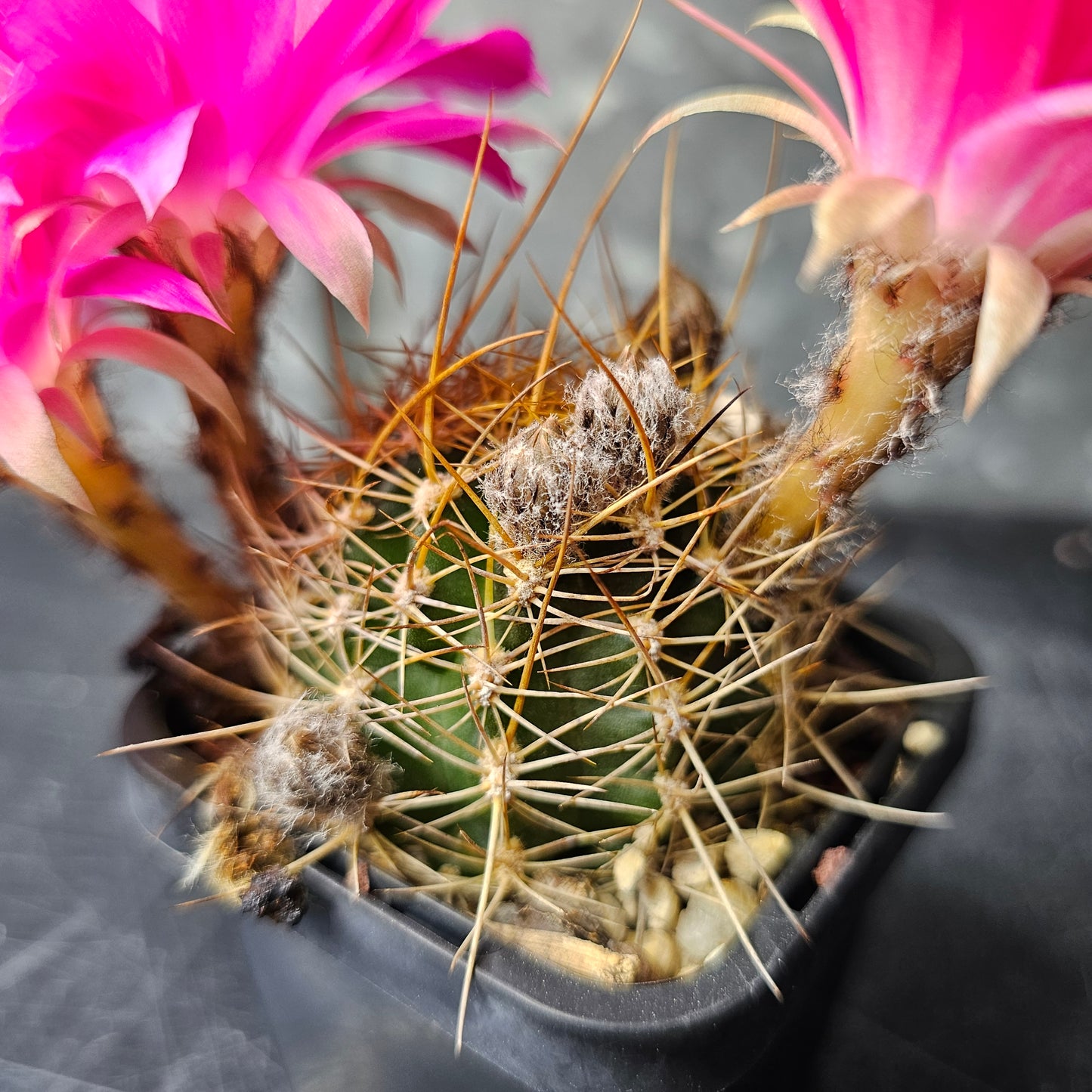 Lobivia hybrid (W9F)