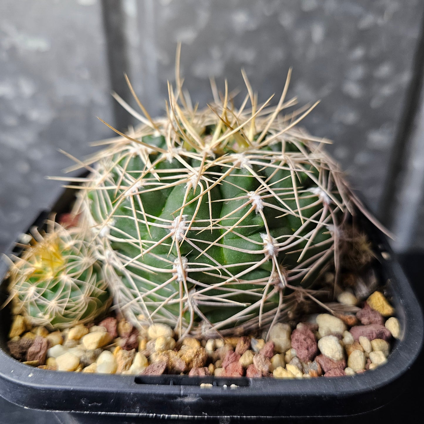 Gymnocalycium capillense