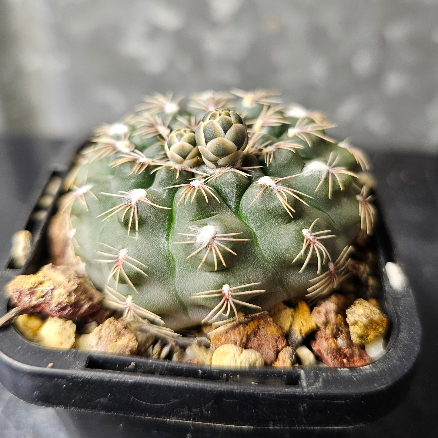 Gymnocalycium affine ssp. frankianum