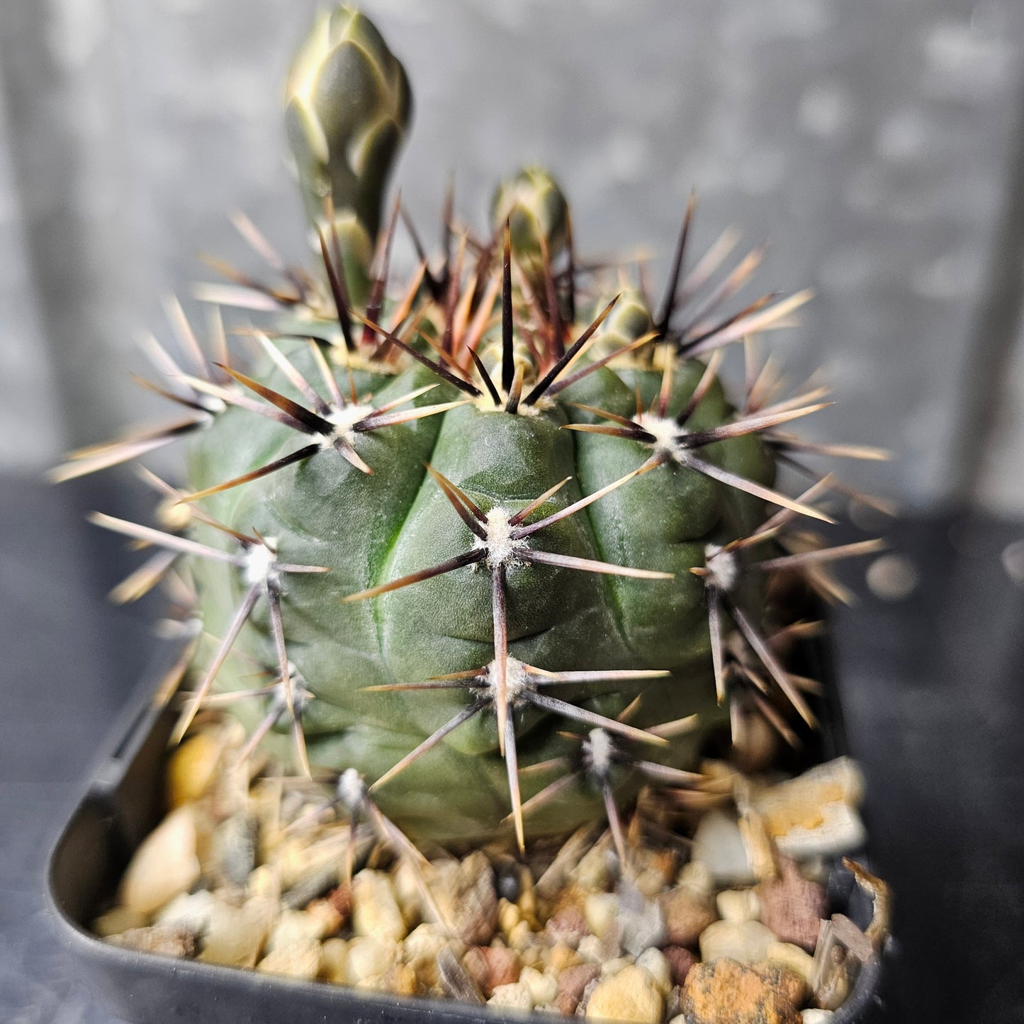 Gymnocalycium borthii WP 64-78A