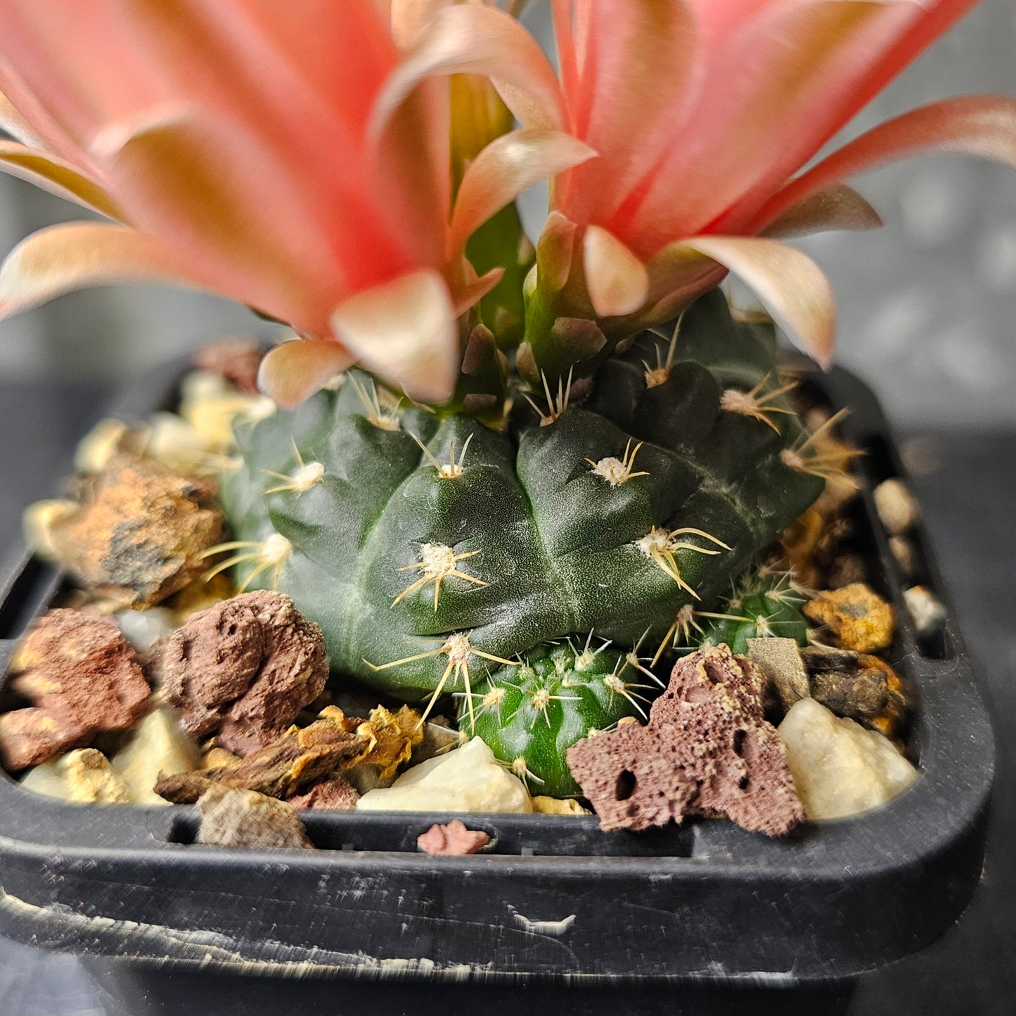 Gymnocalycium leeanum