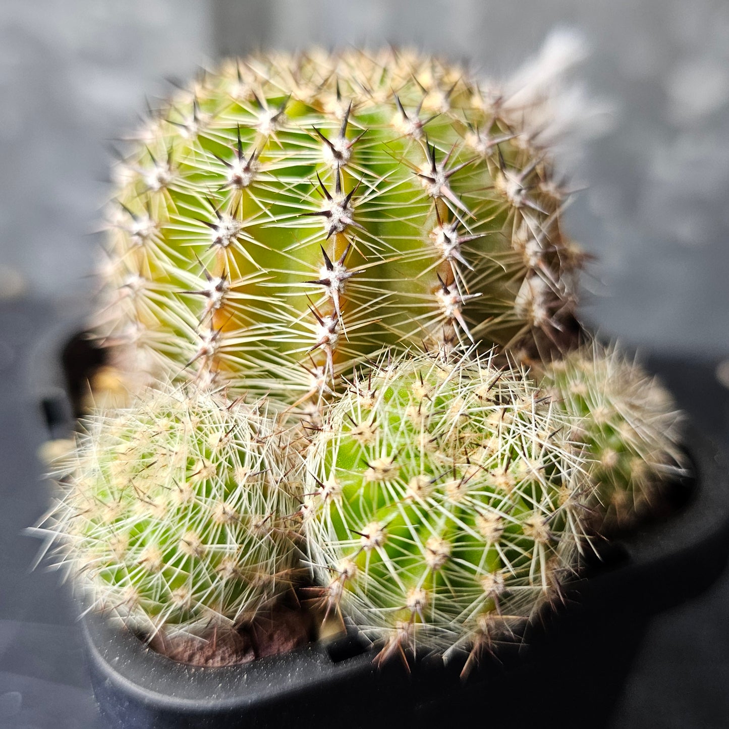 Cactus bundle – 4 plants (20.85 Collection Mix)