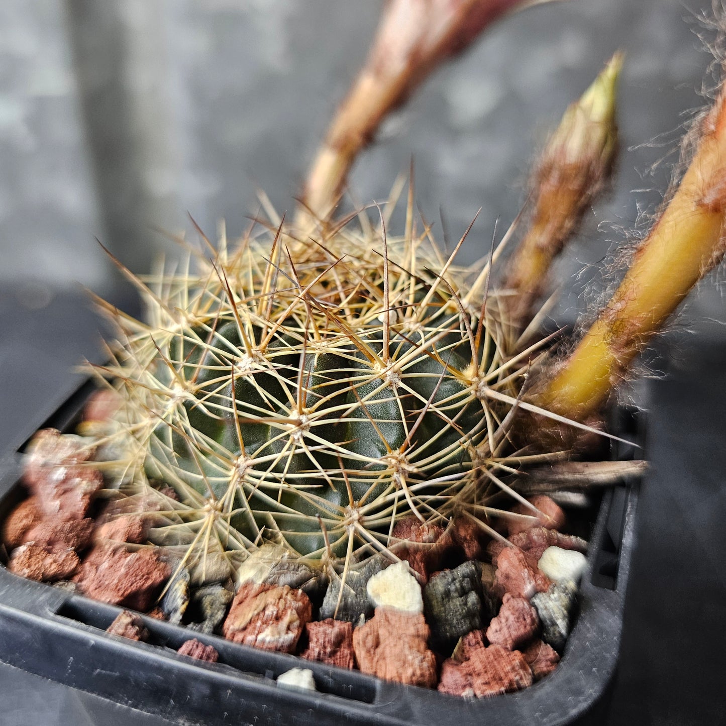 Lobivia hybrid (46K)