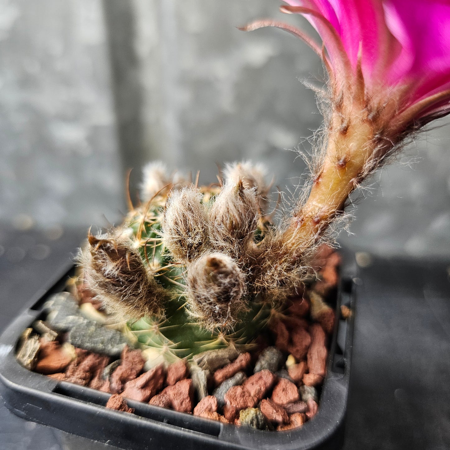 Lobivia hybrid (1UJ)