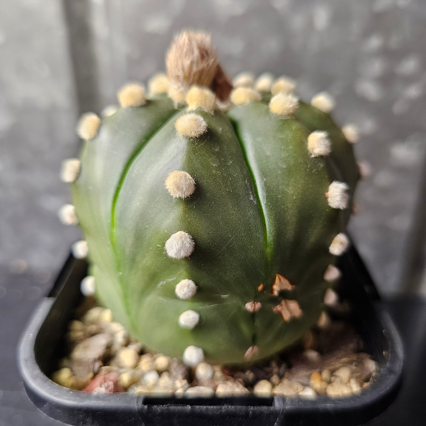 Astrophytum asterias mature hybrid
