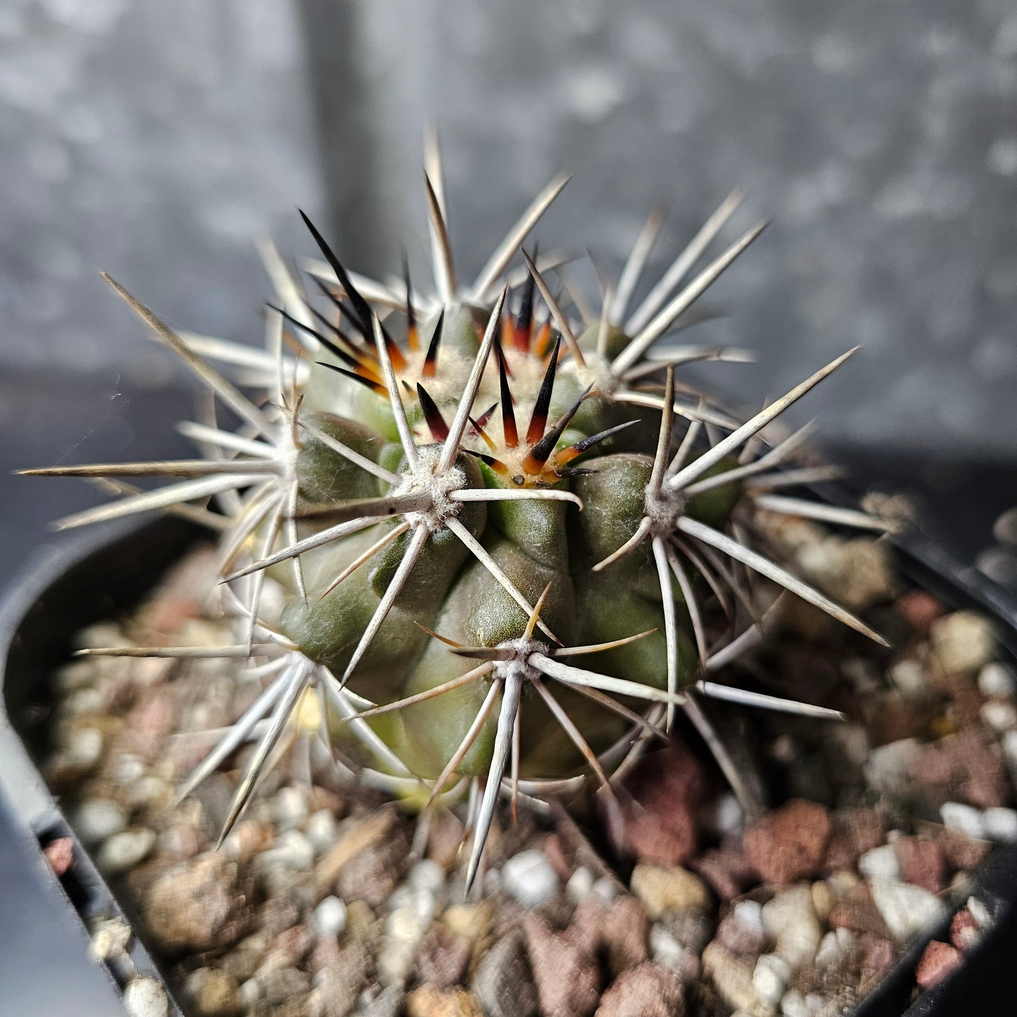 Copiapoa fiedleriana