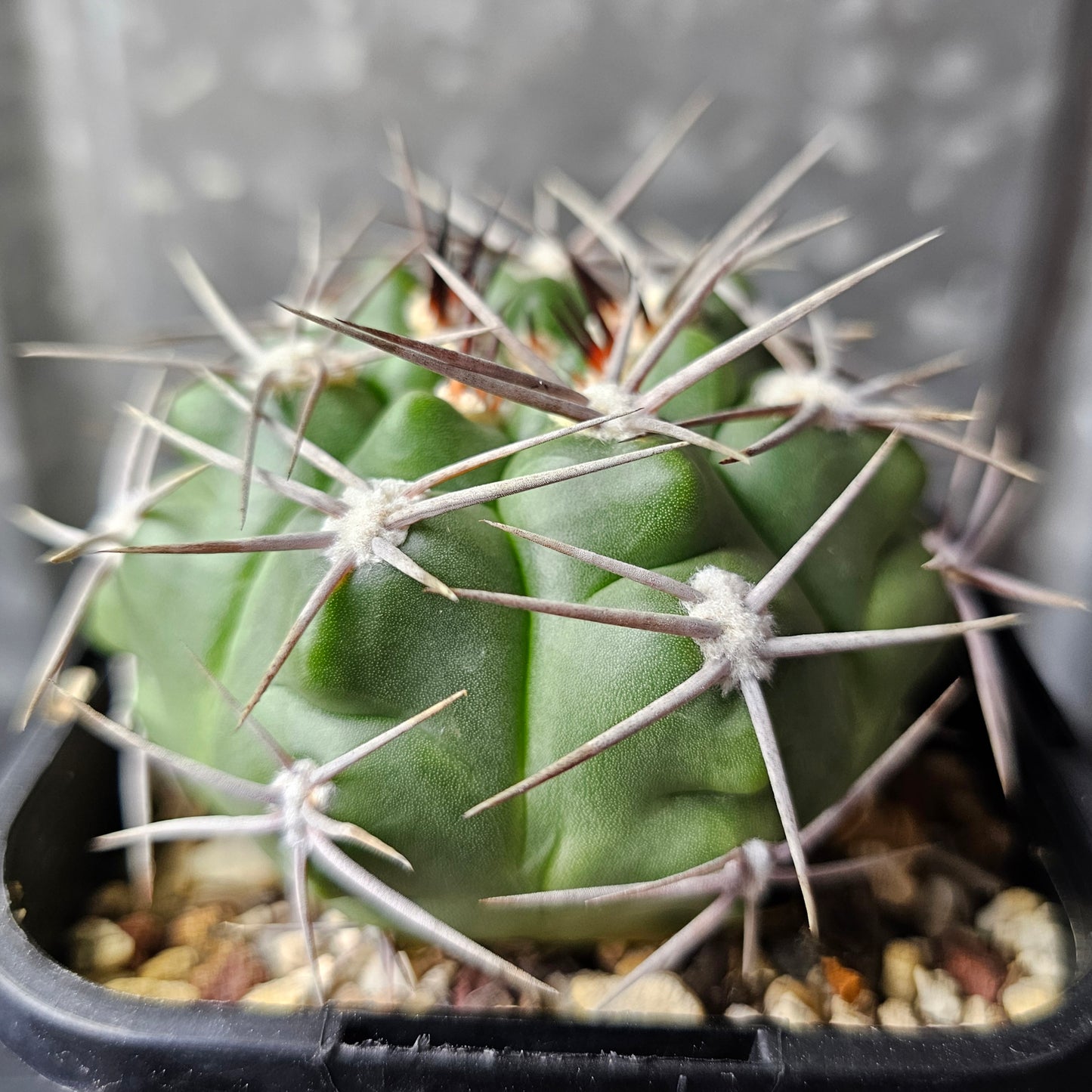 Gymnocalycium hybopleurum