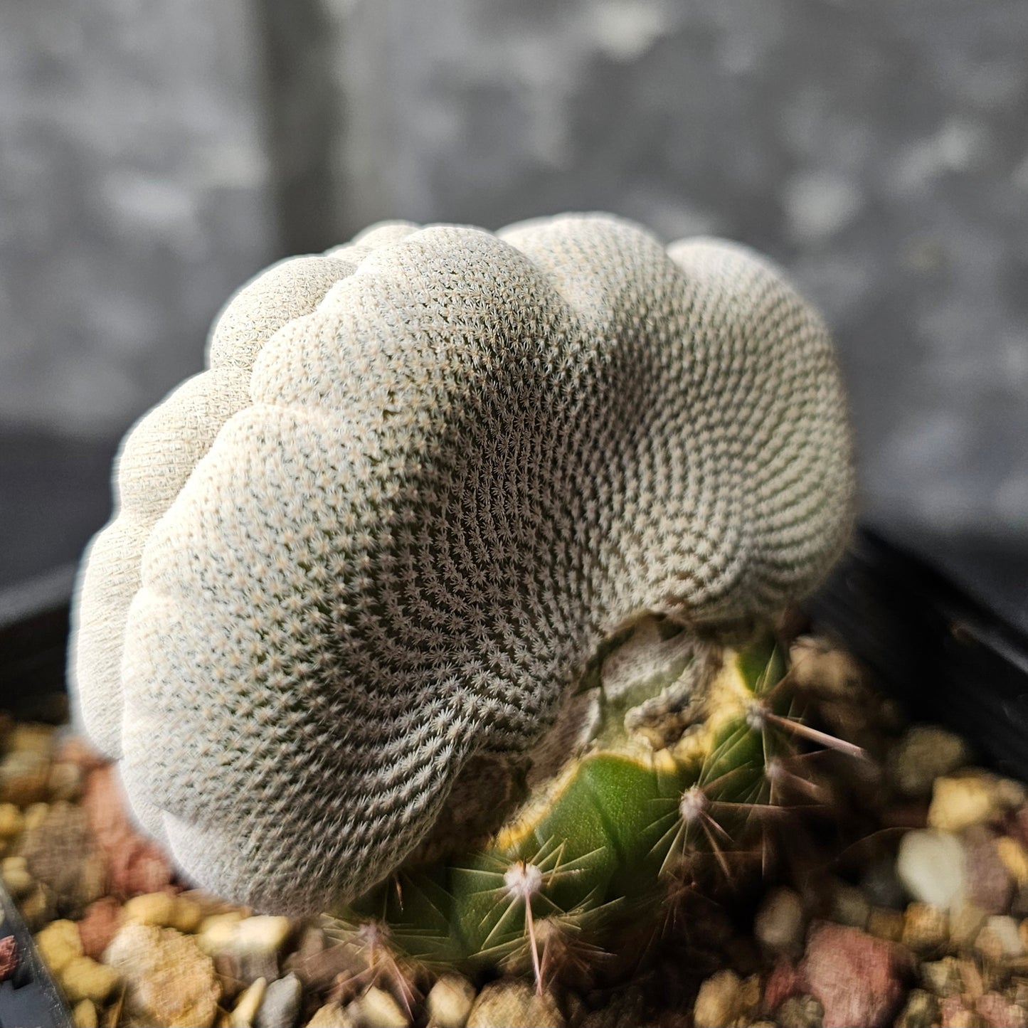 Epithelantha bokei crest