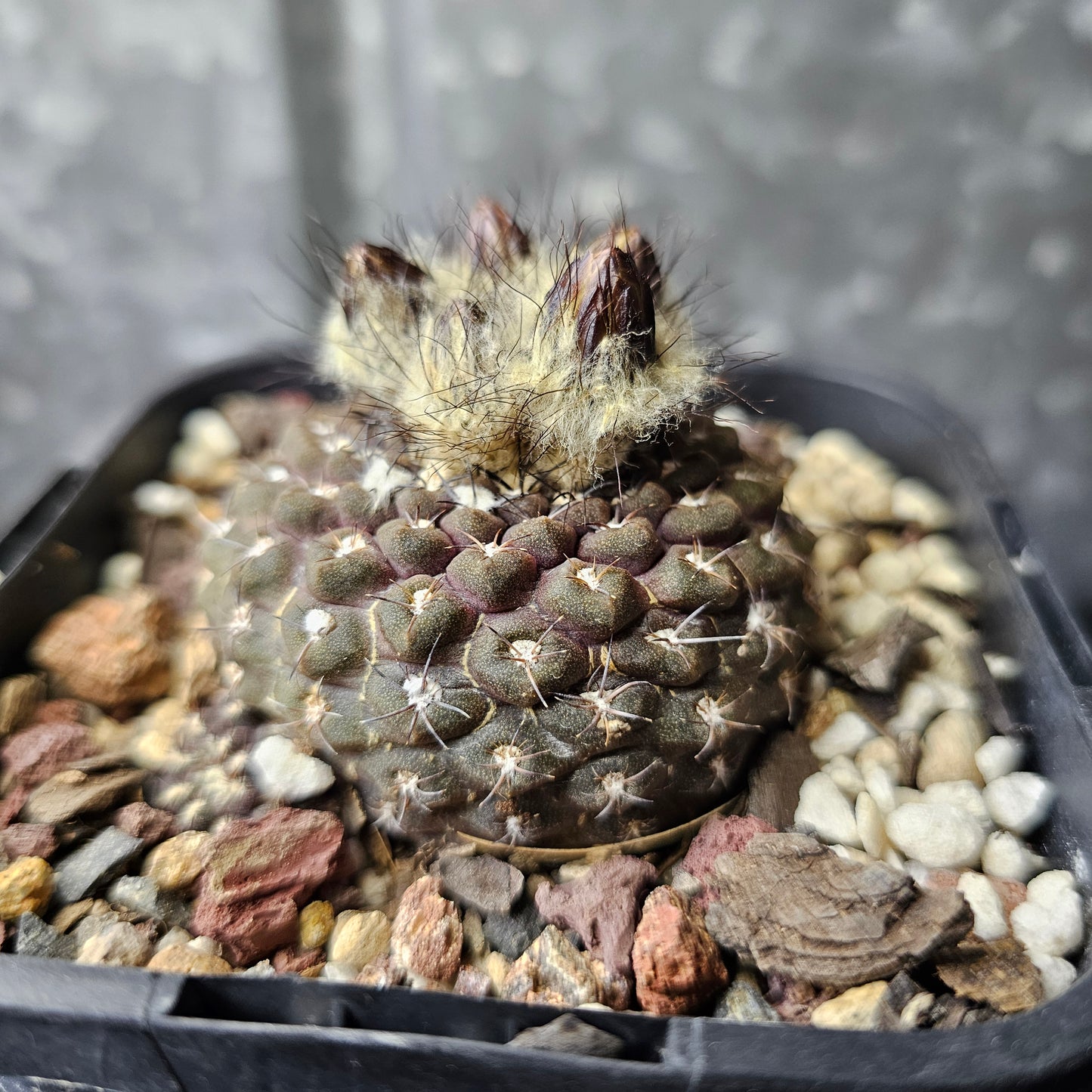 Chileorebutia esmeraldana FR518