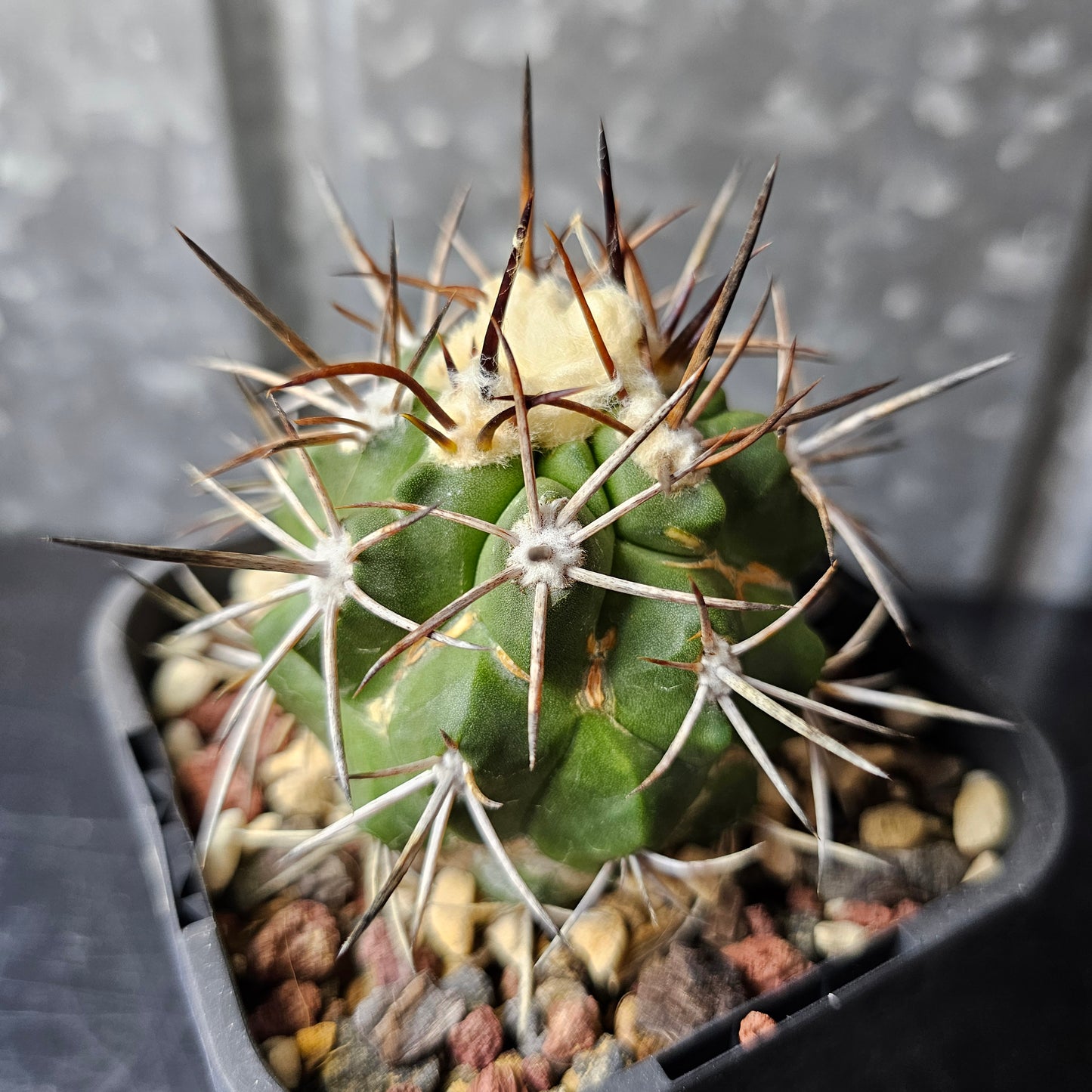 Copiapoa alticostata