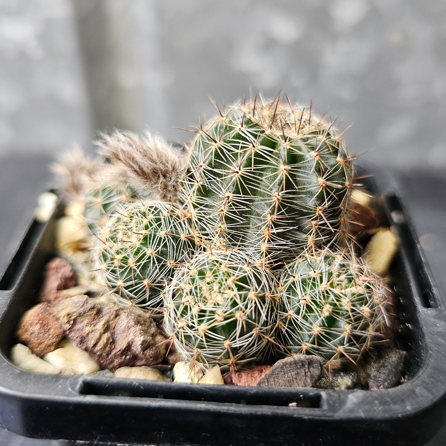 Lobivia hybrid (7GX)